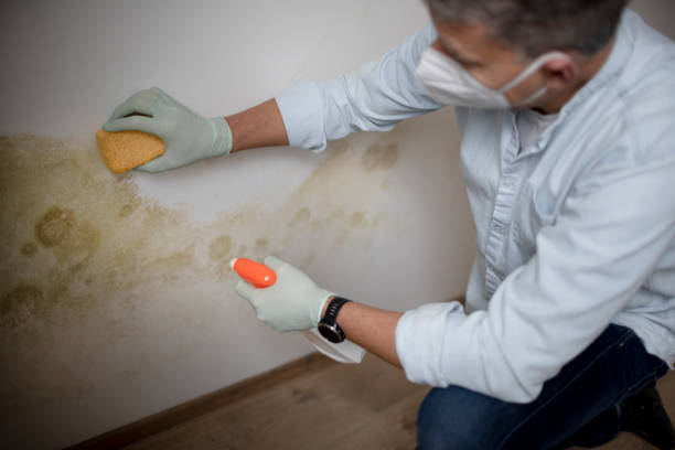 Professional Mold Remediation in Phoenix, NY
